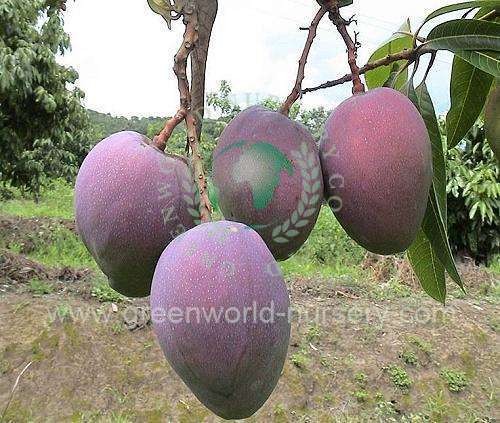 Mangifera Indica Mangifera Indica