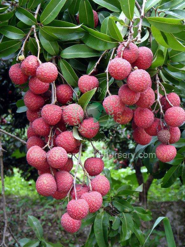 Litchi Chinensis Litchi Chinensis