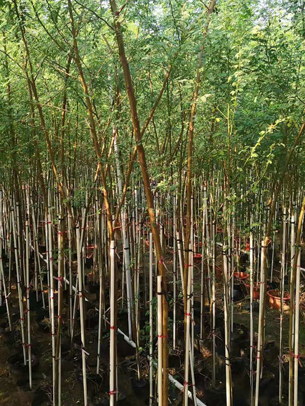 Exploring the Wonders of Acacia Farnesiana: A Versatile Plant for Agriculture and Decoration