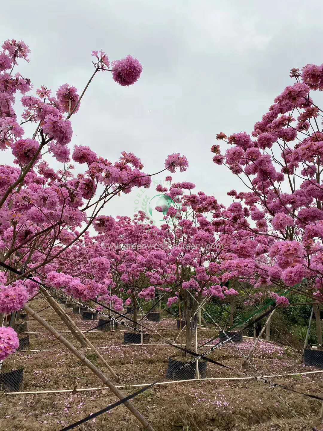 Tabebuia Impetiginosus Tabebuia Impetiginosus