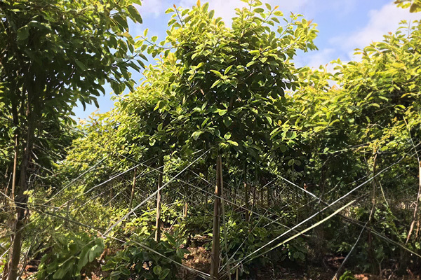 The Fascinating World of Ficus Altissima: A Comprehensive Guide