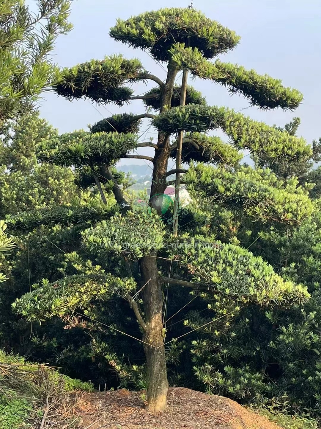 Podocarpus Macrophyllus Podocarpus Macrophyllus