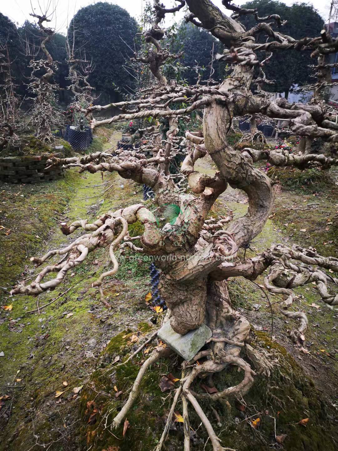 Ginkgo Biloba Ginkgo Biloba