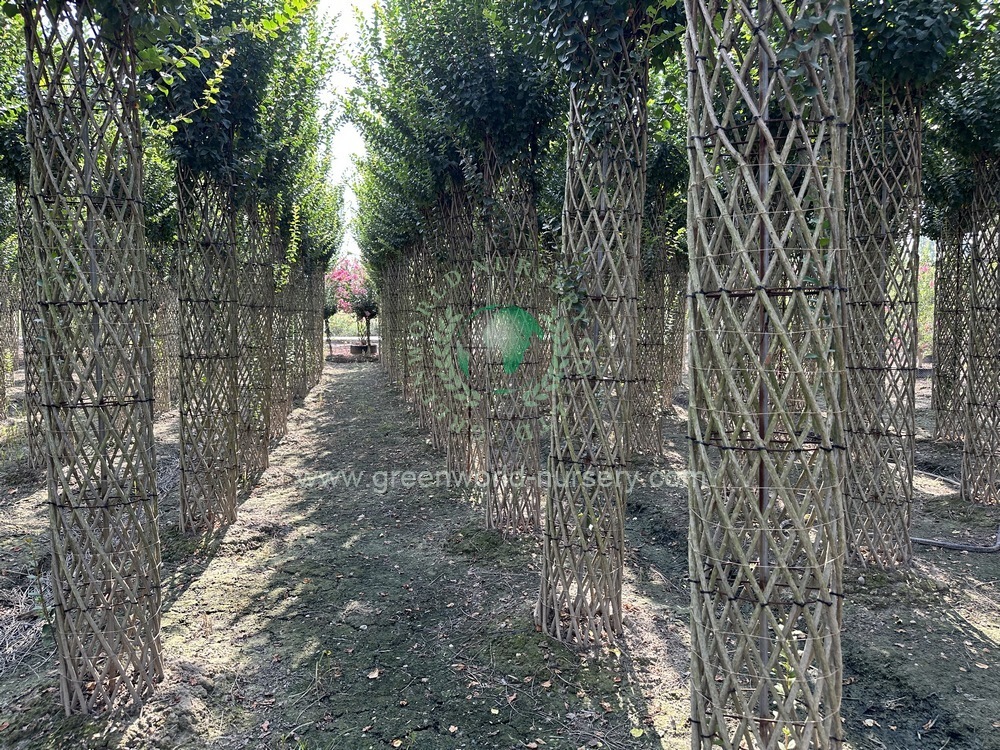 Lagerstroemia Indica Cage Lagerstroemia Indica Cage