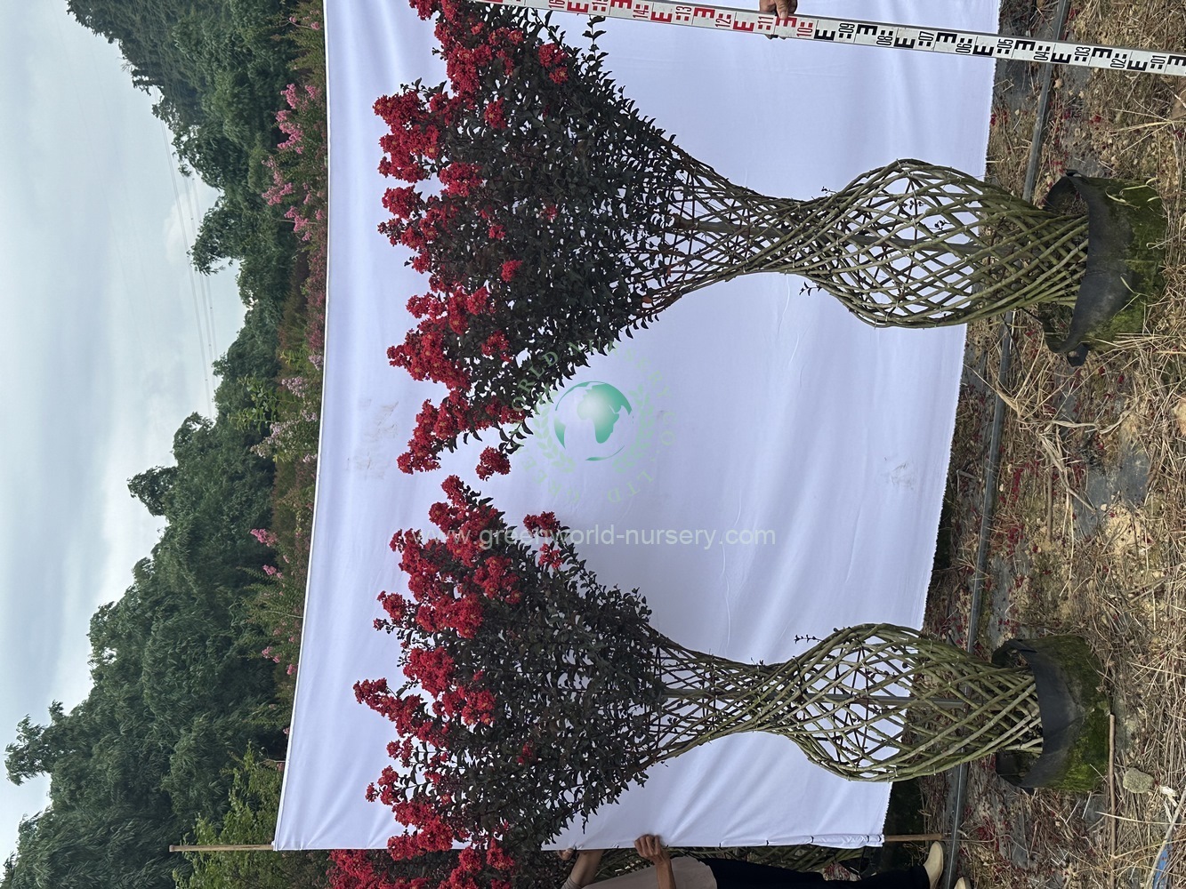 Lagerstroemia Indica Vase Lagerstroemia Indica Vase