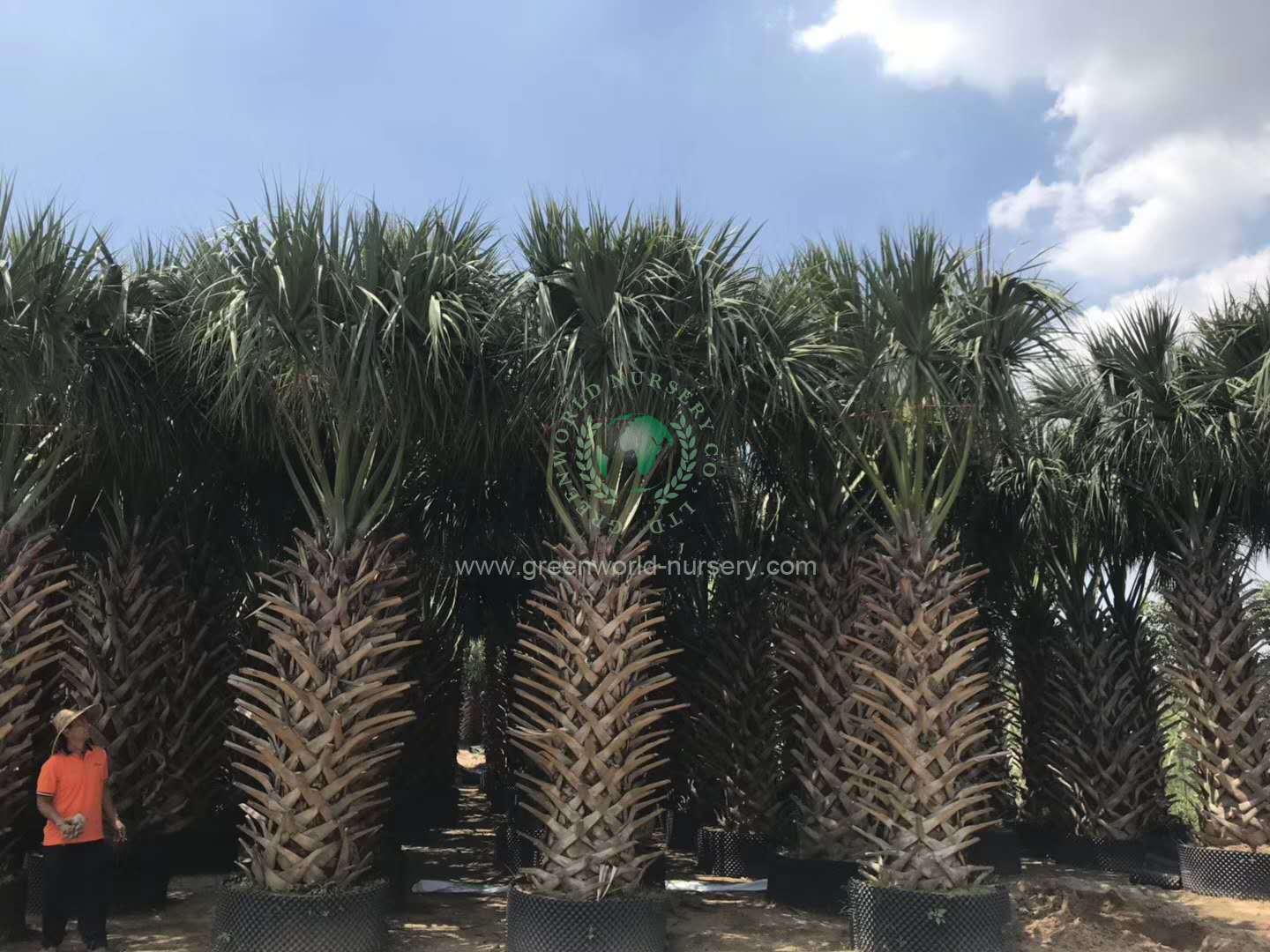 Sabal Palm Sabal Palm