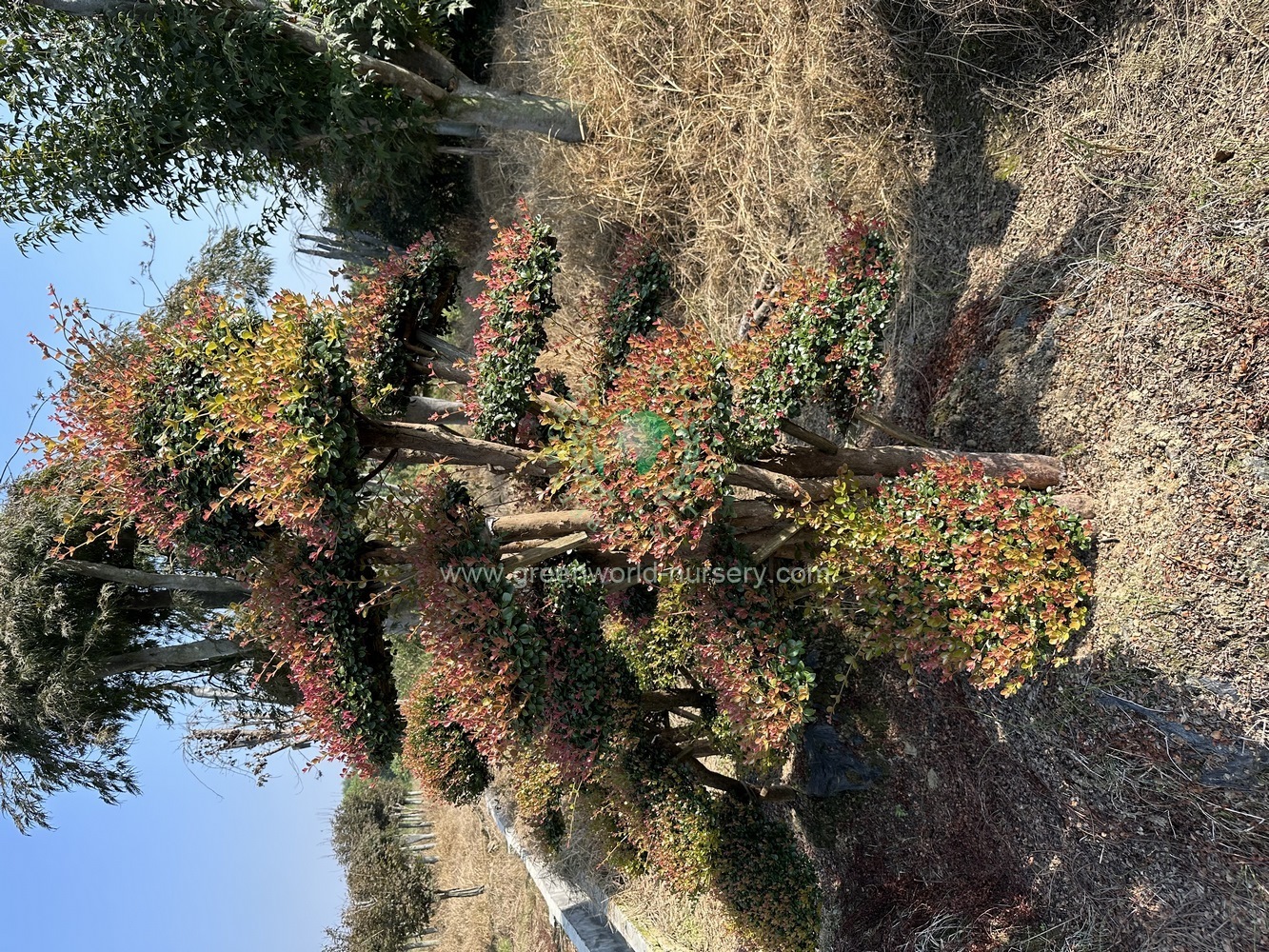 Syzygium Buxifolium