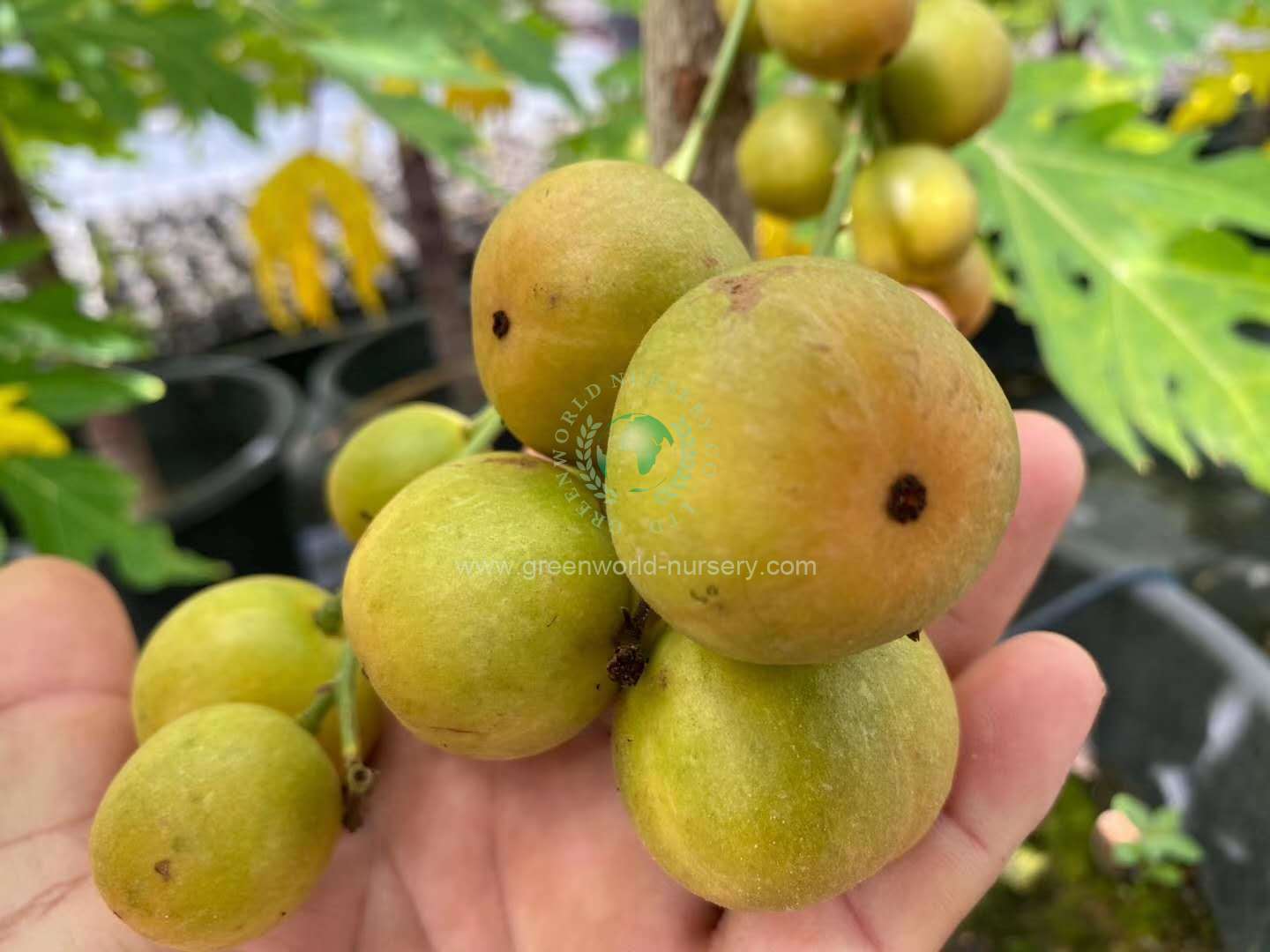 Baccaurea Sapida Baccaurea Sapida