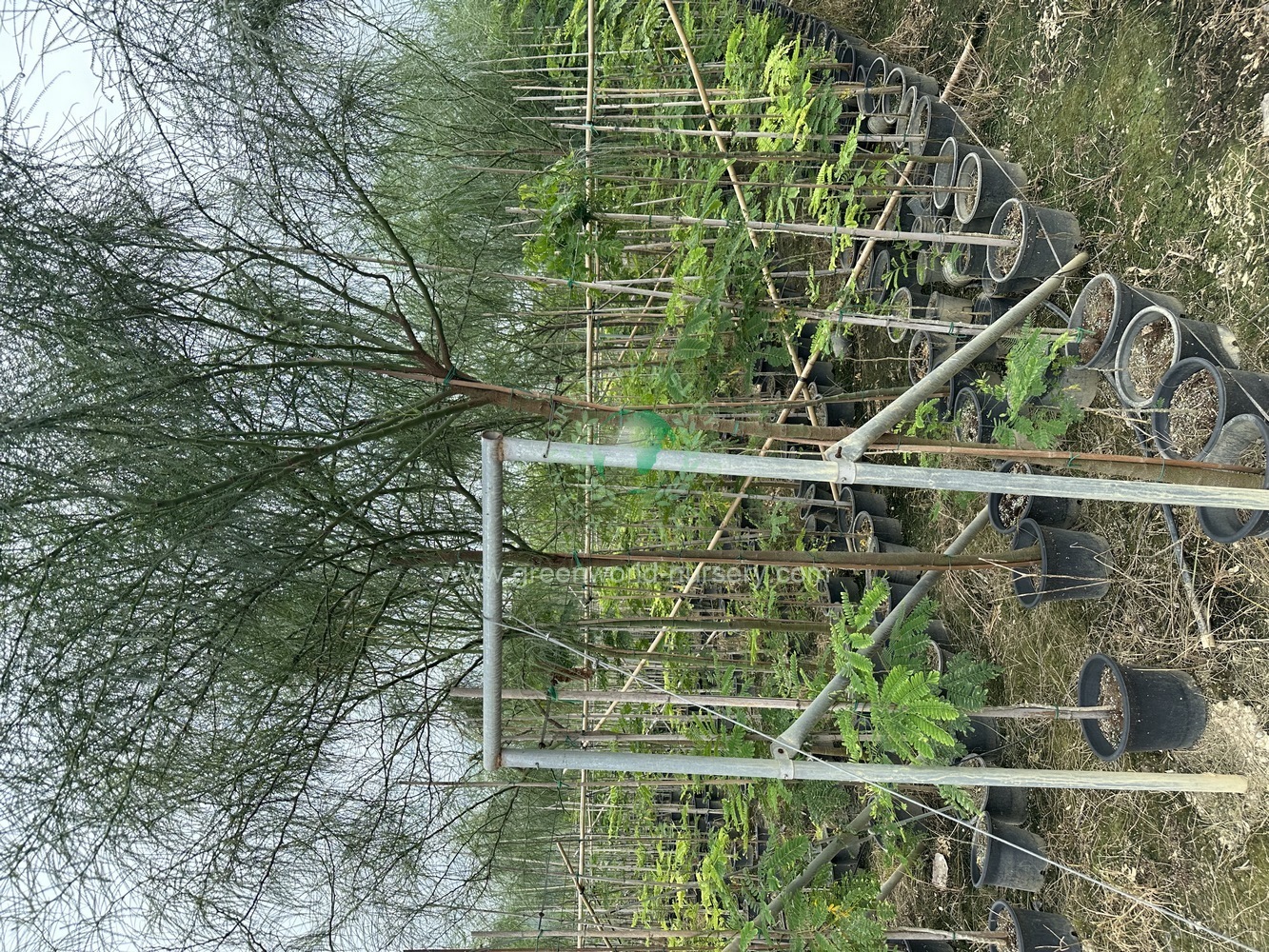 扁轴木