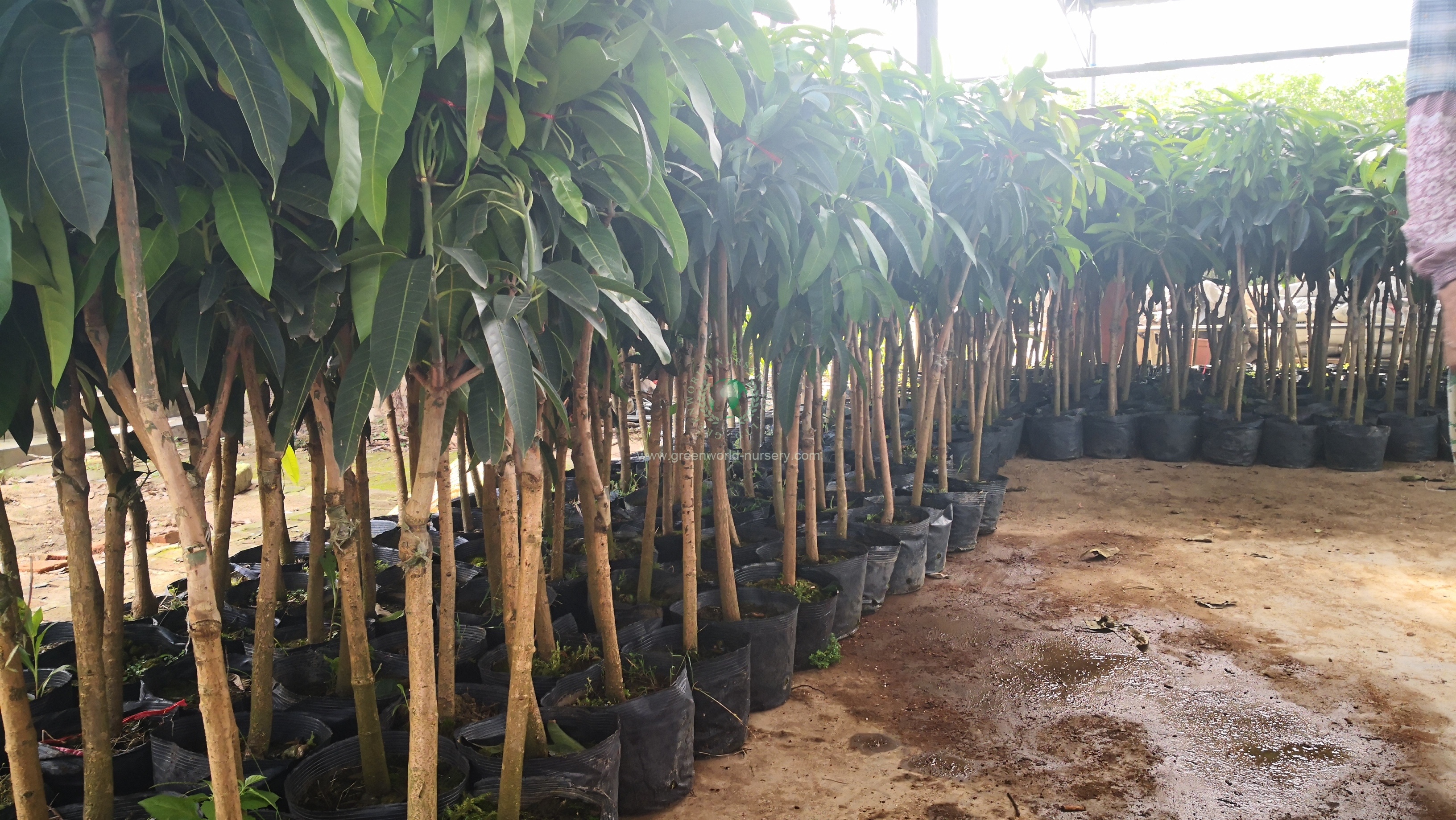 Mangifera Indica Mangifera Indica
