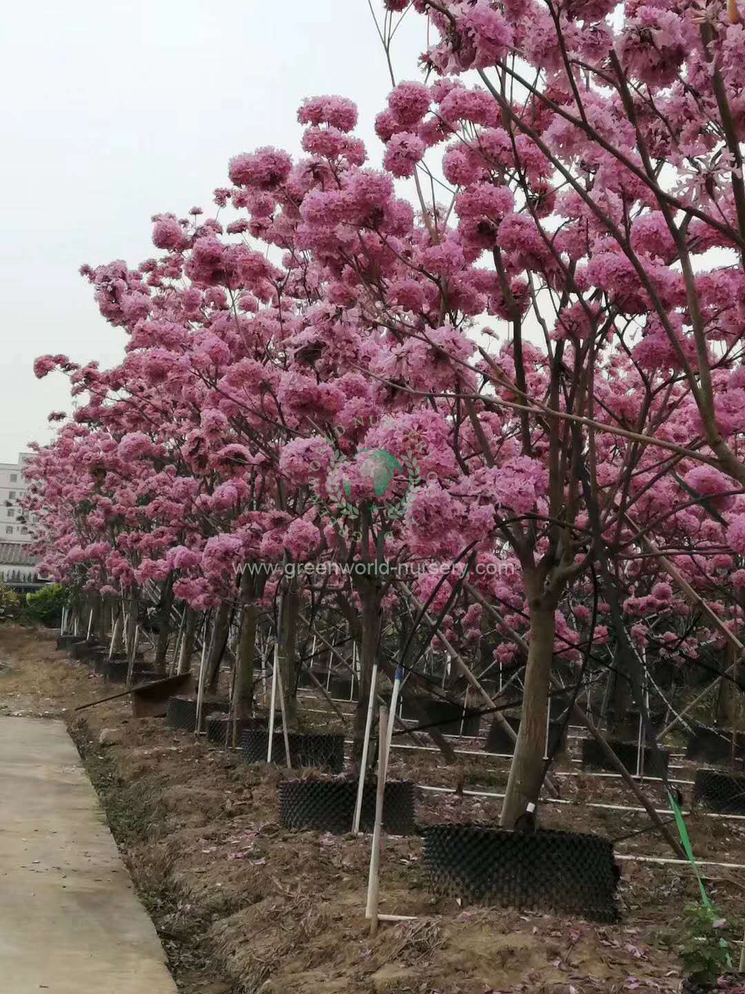 Tabebuia Impetiginosus Tabebuia Impetiginosus