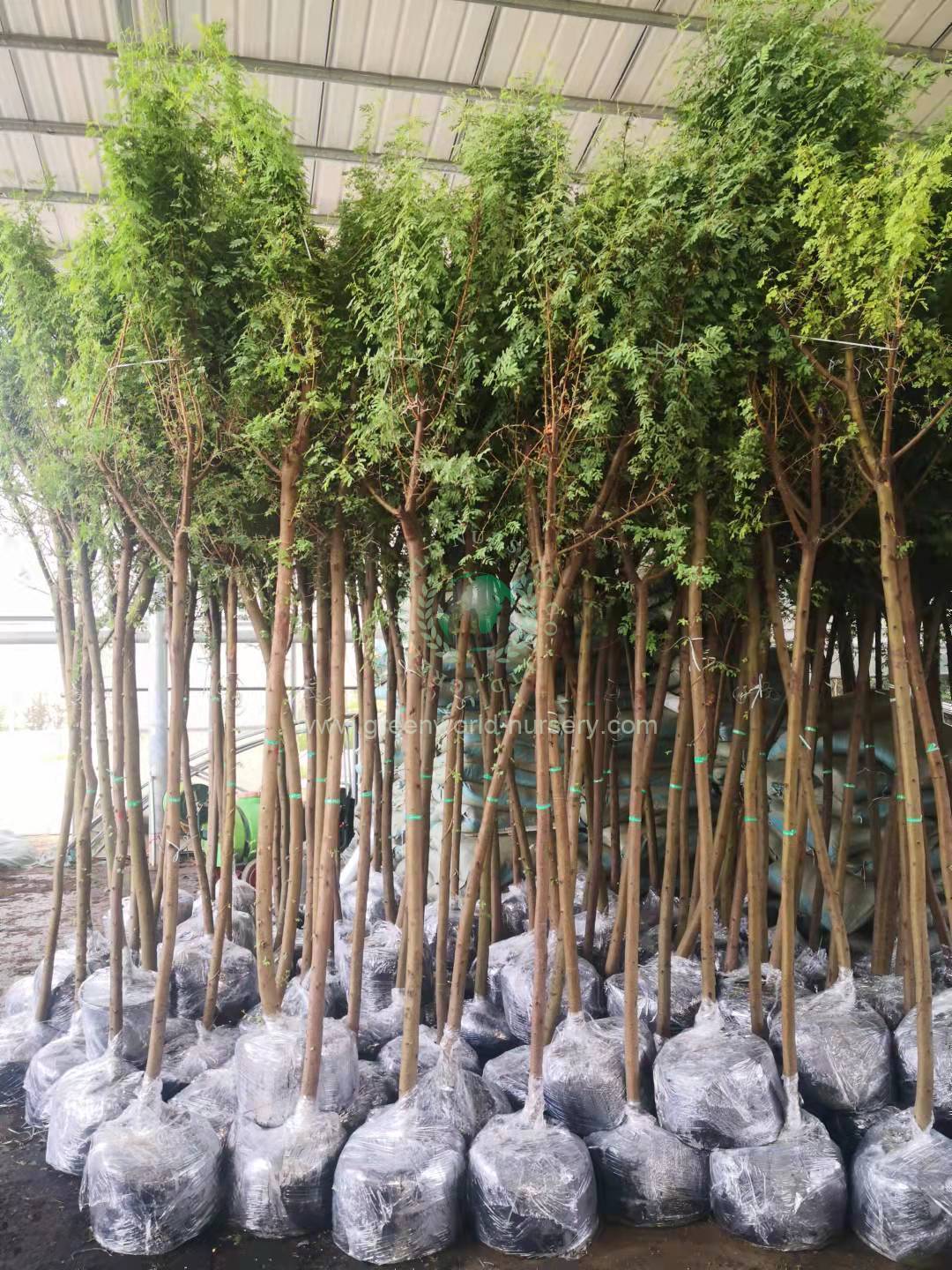 Acacia Arabica Acacia Arabica