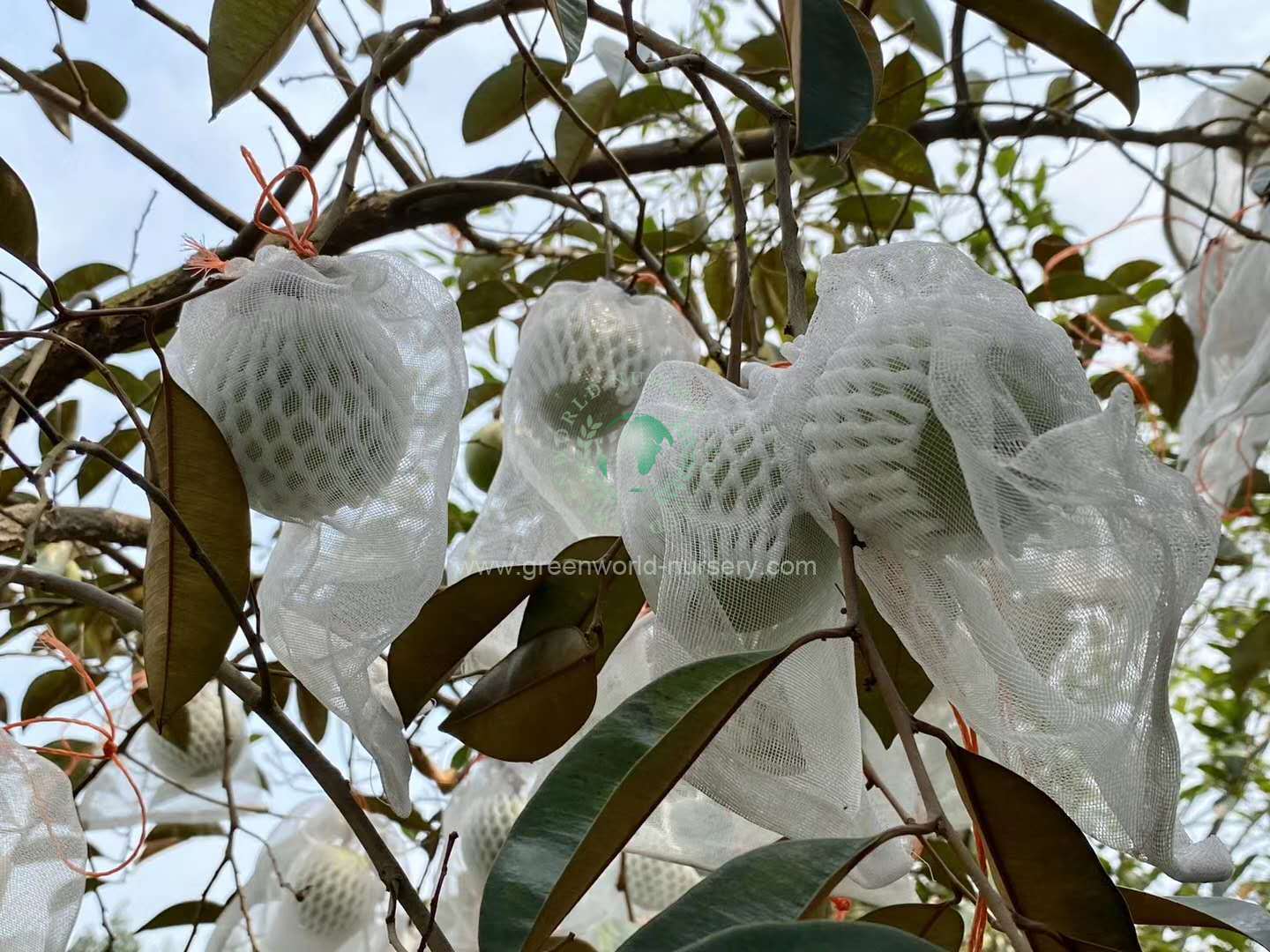 Chrysophyllum Cainito Chrysophyllum Cainito