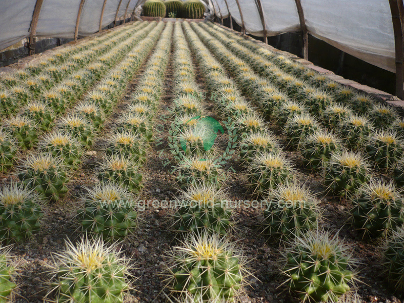 Echinocactus Grusonii Echinocactus Grusonii