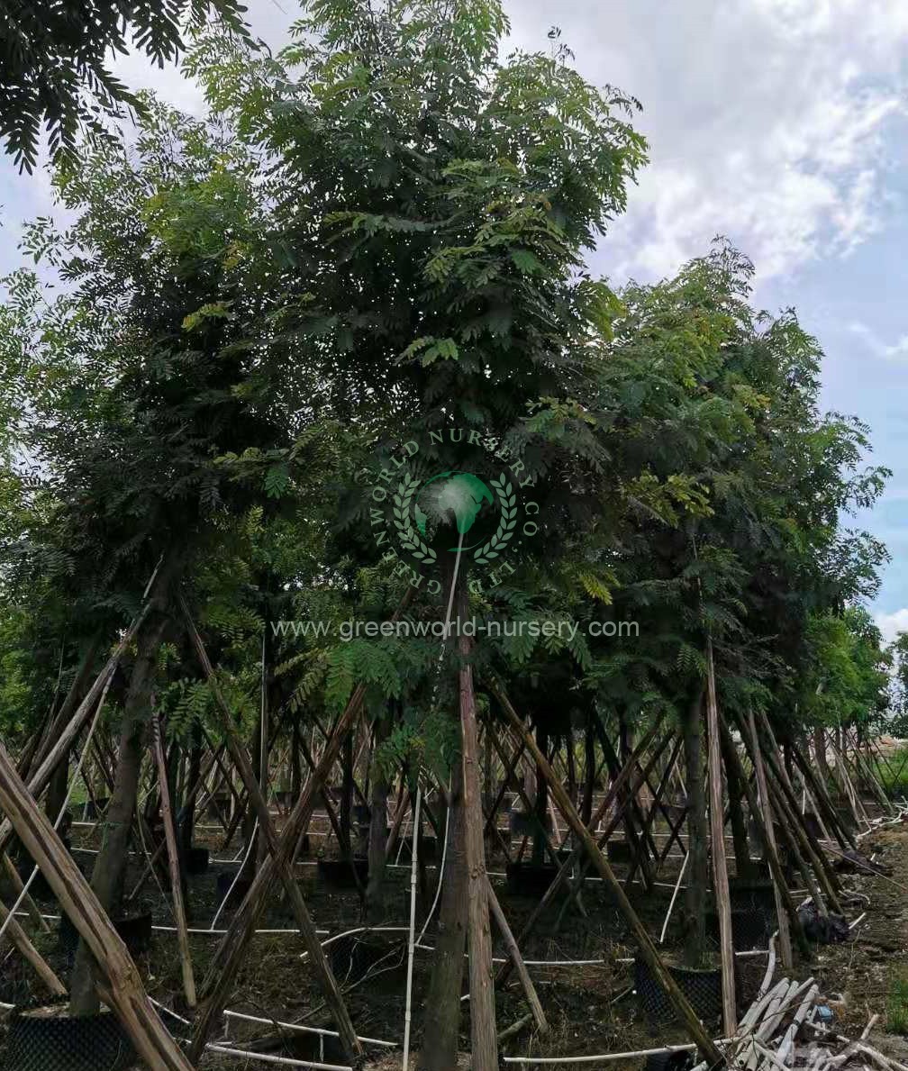 Cassia Siamea Cassia Siamea