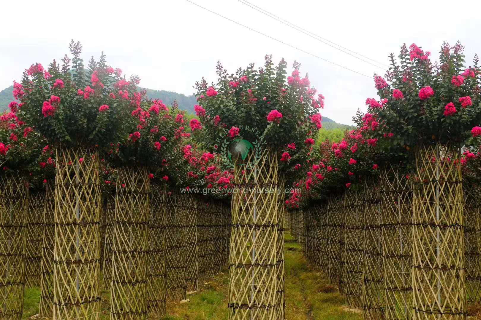 Lagerstroemia Indica Cage Lagerstroemia Indica Cage
