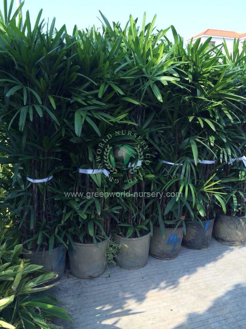 Rhapis Excelsa