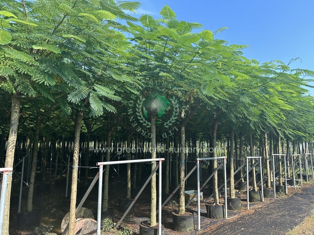 Delonix Regia Delonix Regia