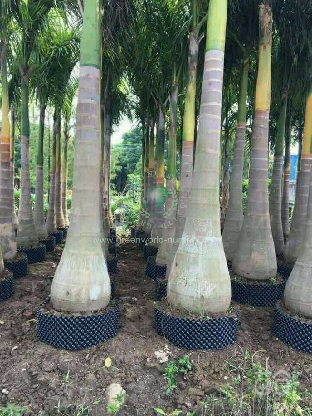 Roystonia Regia