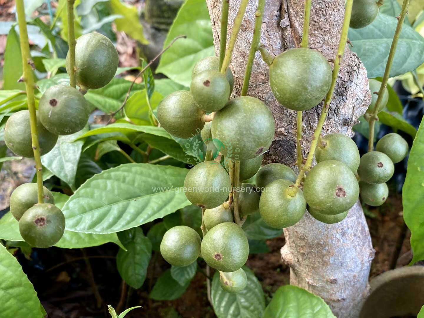 Baccaurea Sapida Baccaurea Sapida