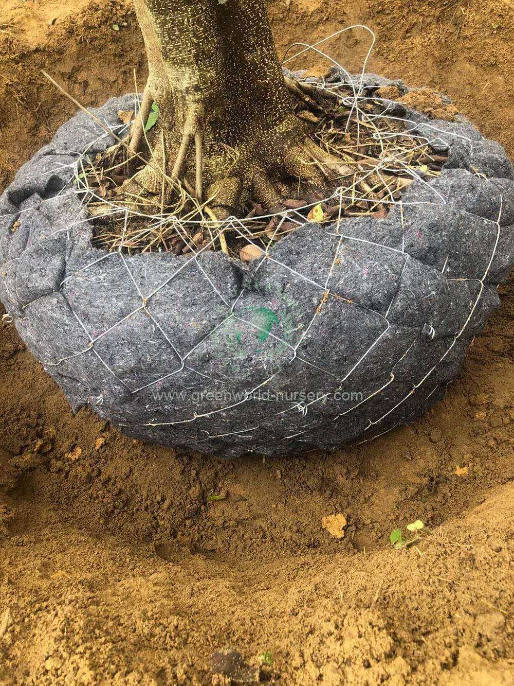 Root Ball