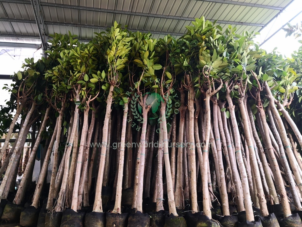 Ficus Altissima Ficus Altissima