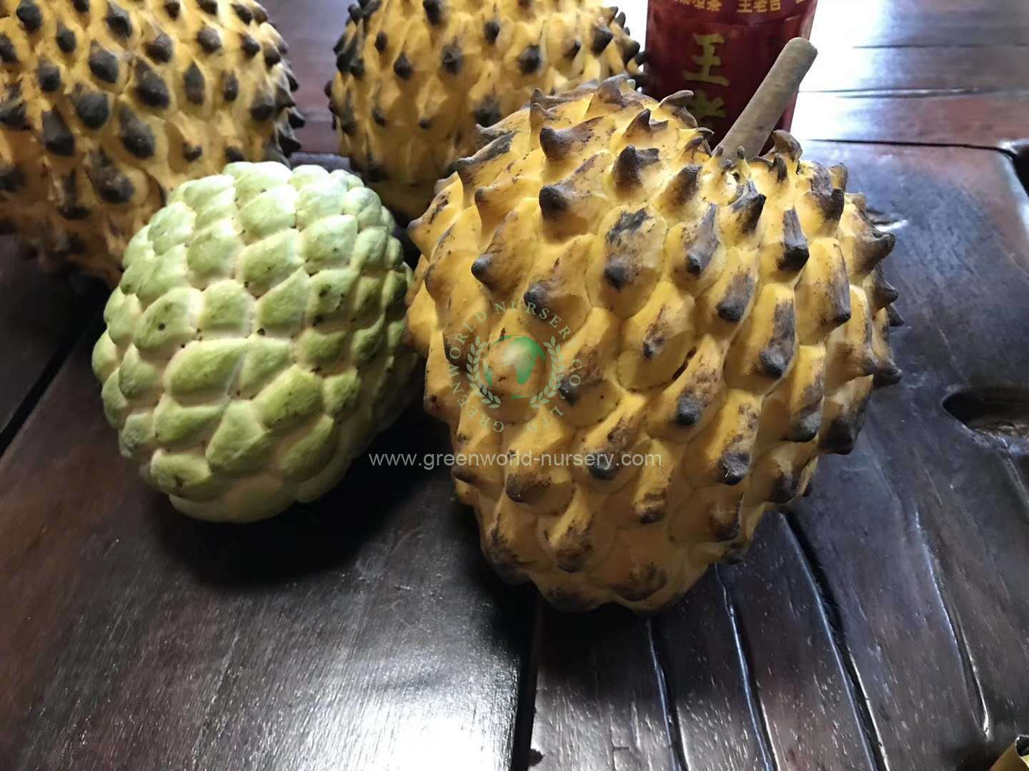 Rollinia Deliciosa Rollinia Deliciosa