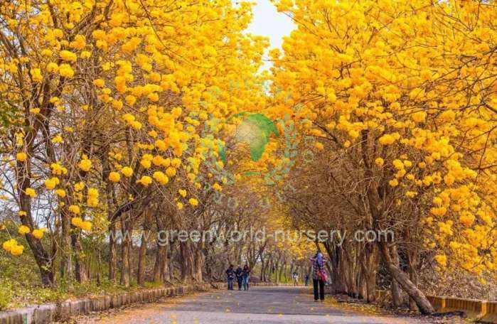 Tabebuia Chrysanthus Tabebuia Chrysanthus