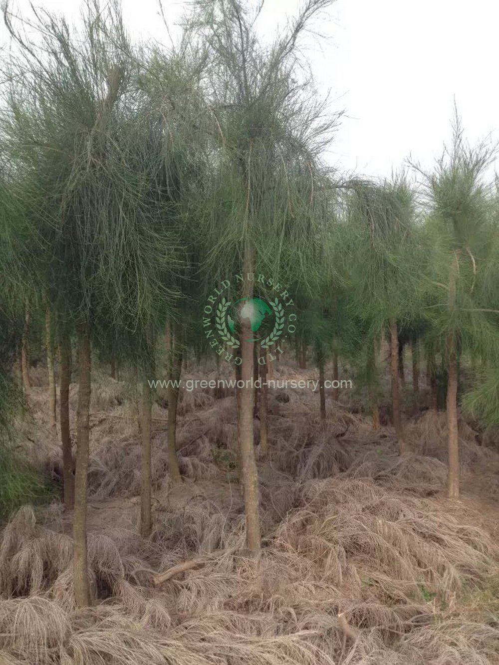 Casuarina Equisetifolia Casuarina Equisetifolia