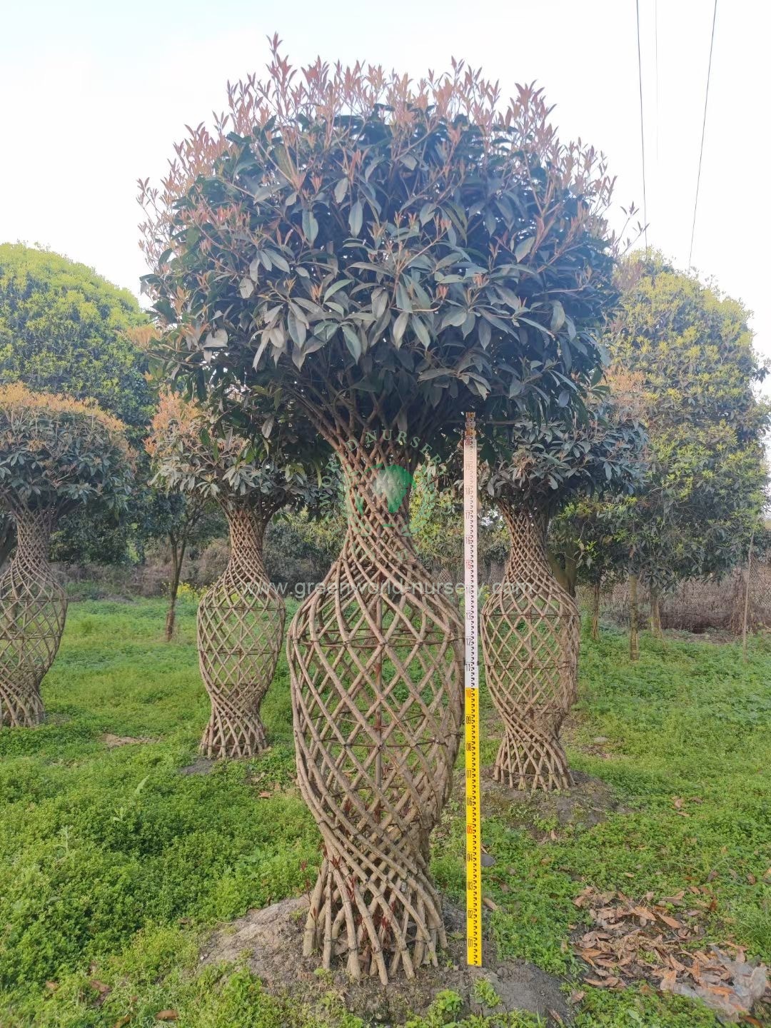 Osmanthus Fragrans