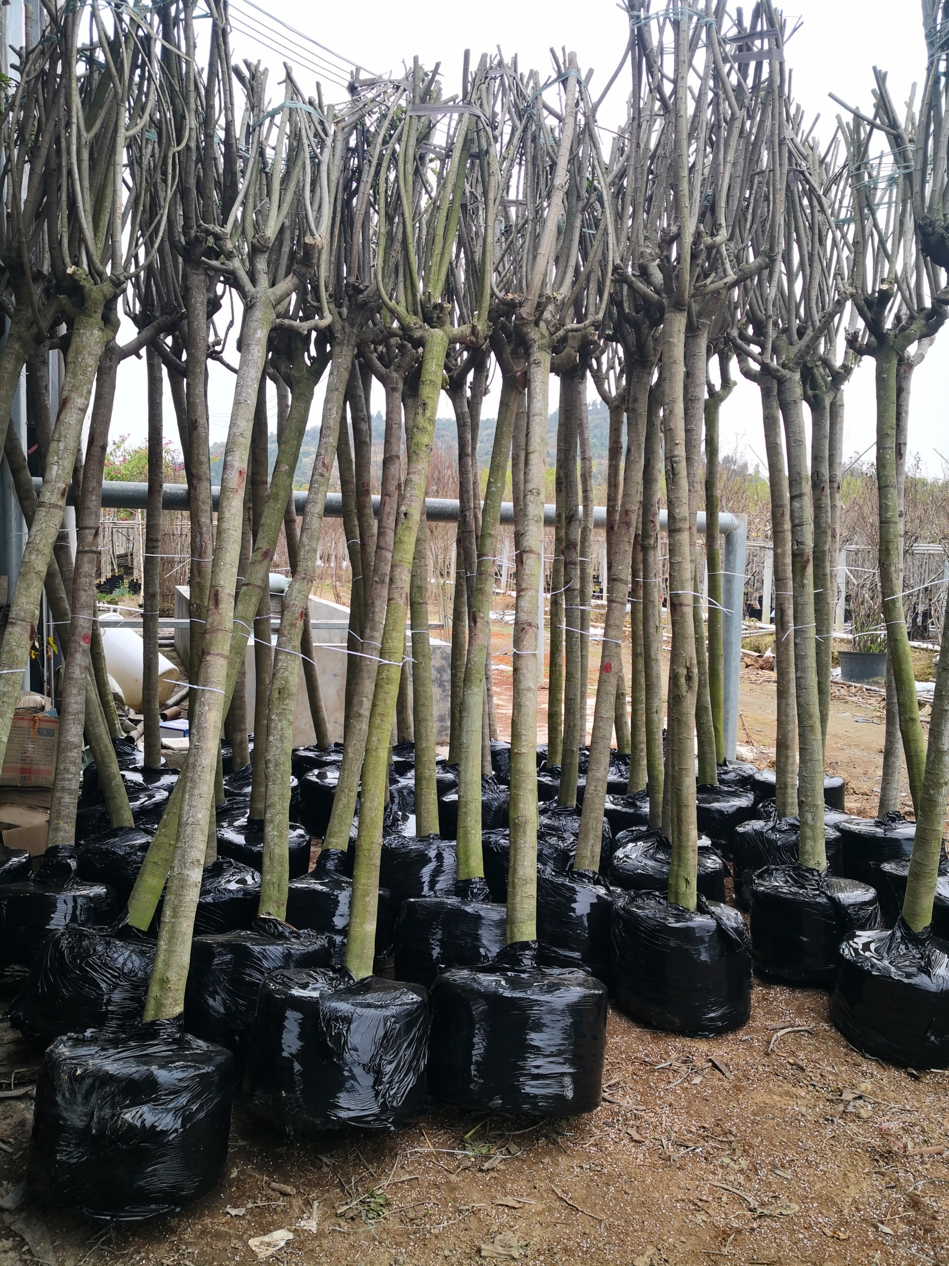 Creating Stunning Flower Arrangements with Cassia Glauca