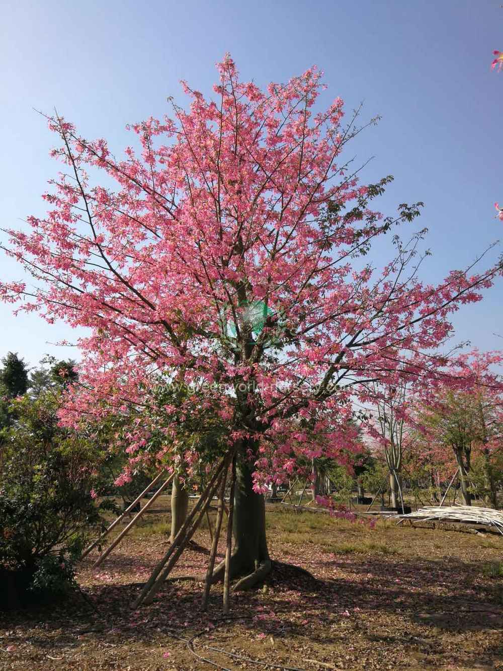 Chorisia Speciosa