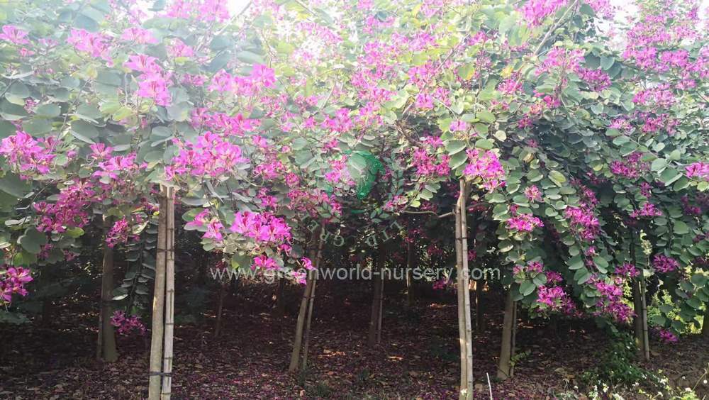 Bauhinia Blakeana