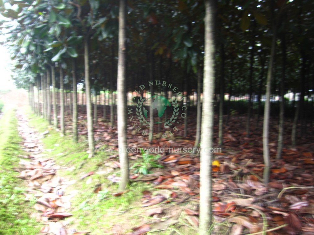 Magnolia Grandiflora
