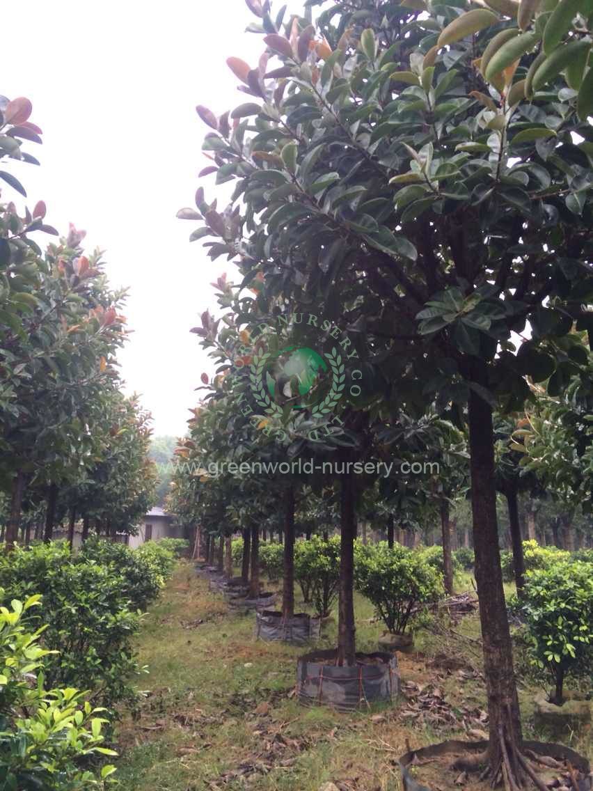 Ficus Elastica Ficus Elastica