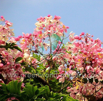 Cassia Javanica Cassia Javanica