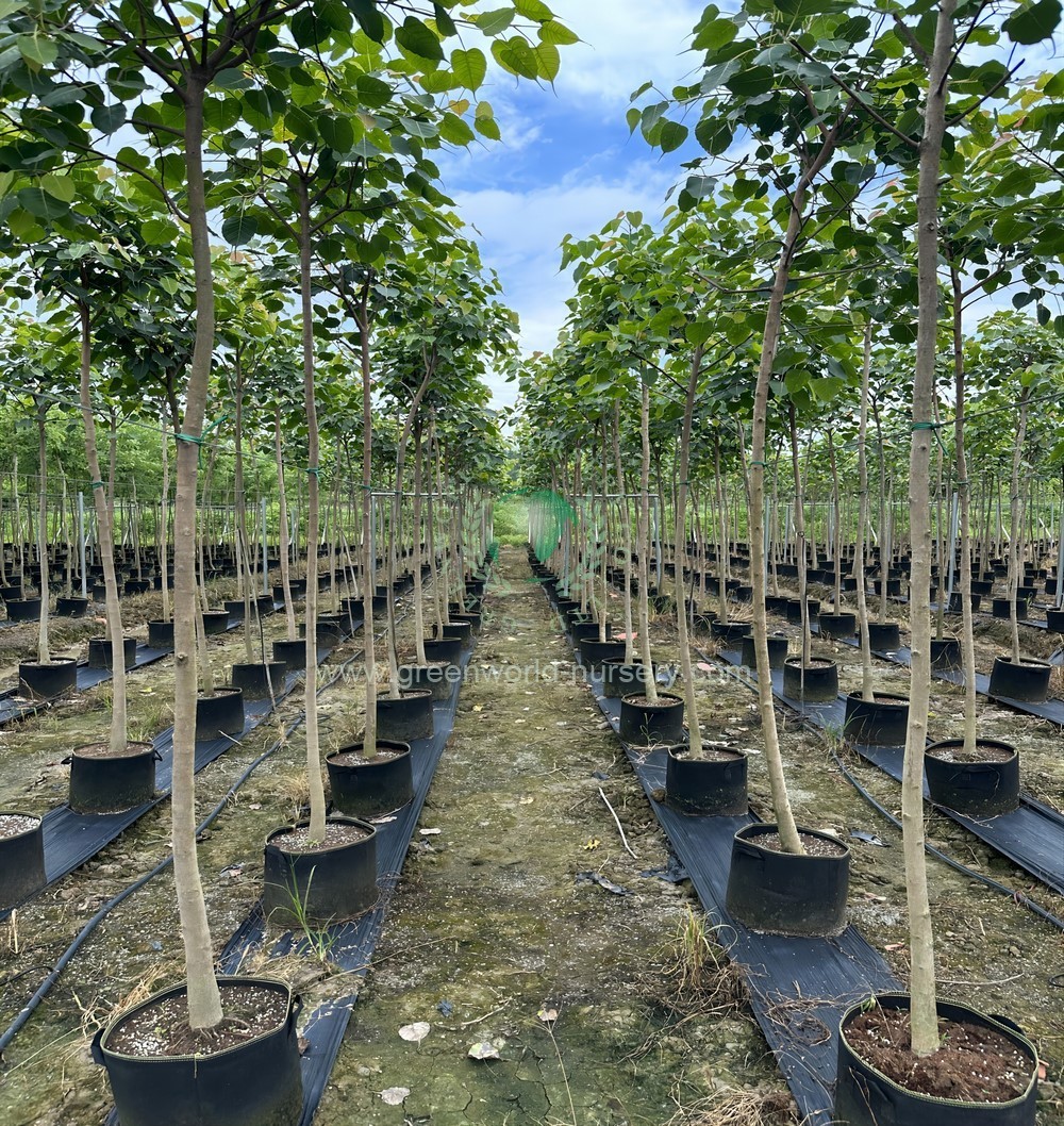 Ficus Religiosa Ficus Religiosa