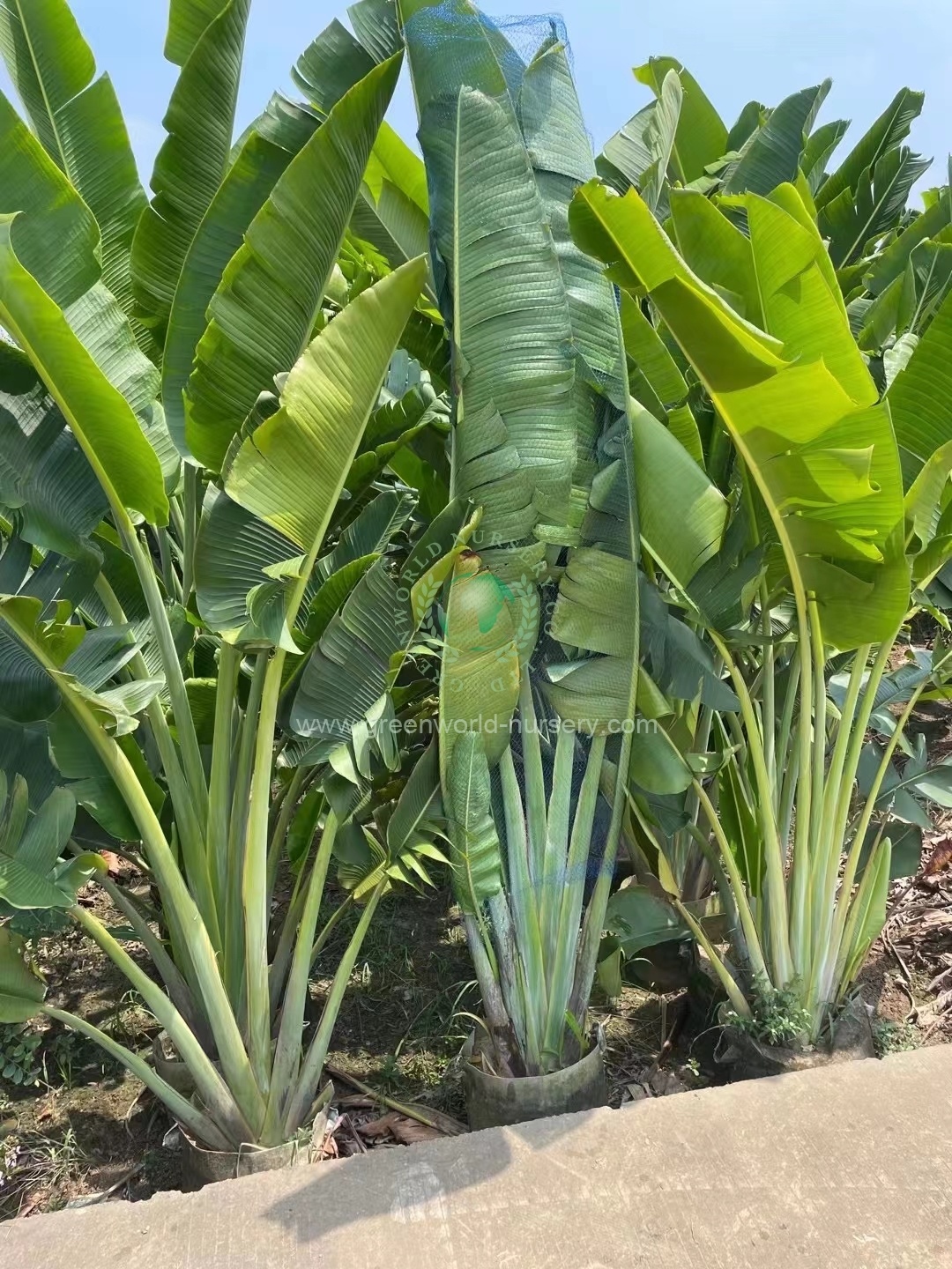 Ravenala Madagascariensis Ravenala Madagascariensis