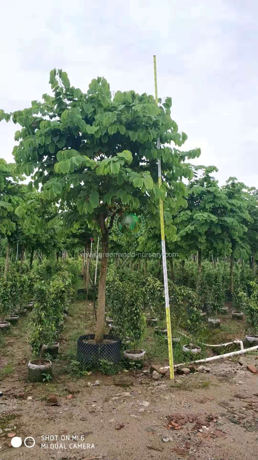 Bauhinia Variegata Bauhinia Variegata