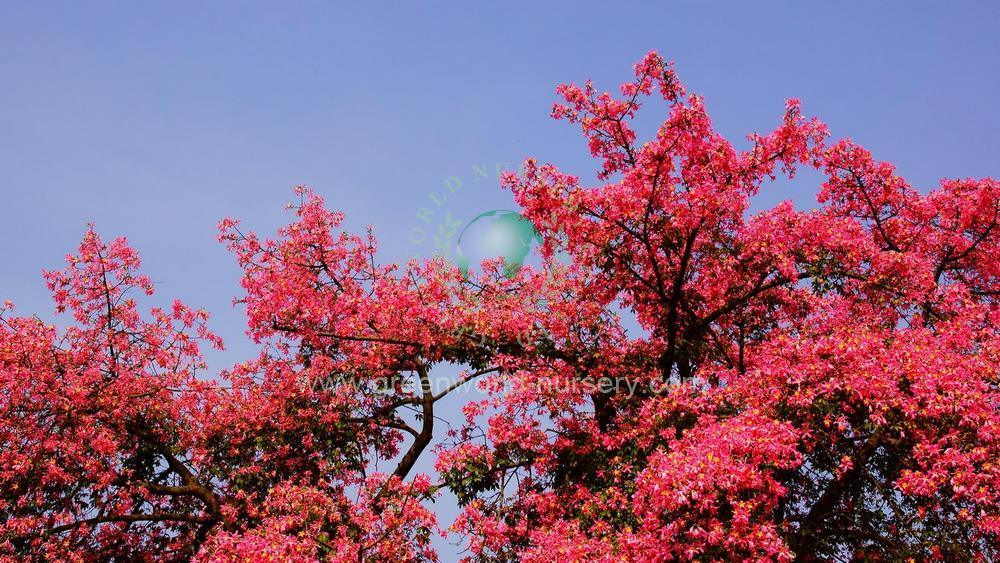 Chorisia Speciosa