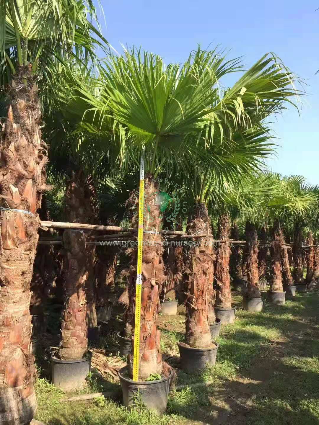 Livistona Chinensis Livistona Chinensis
