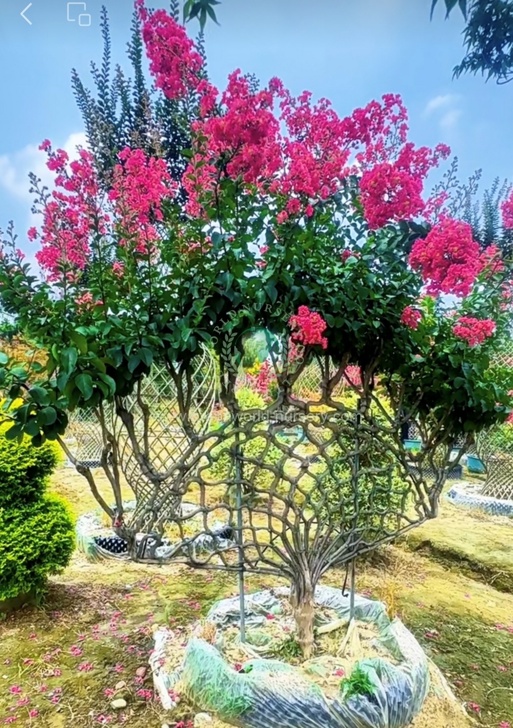 Lagerstroemia Indica Shapes Lagerstroemia Indica Shapes