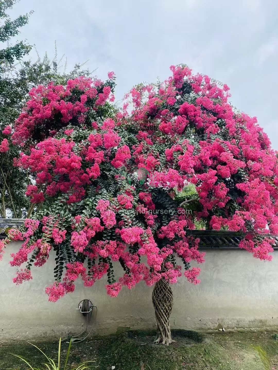 Lagerstroemia Indica Vase Lagerstroemia Indica Vase