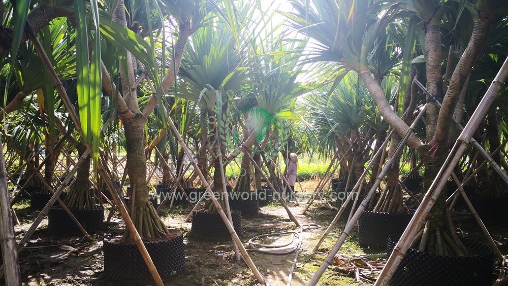 Pandanus Utilis Pandanus Utilis