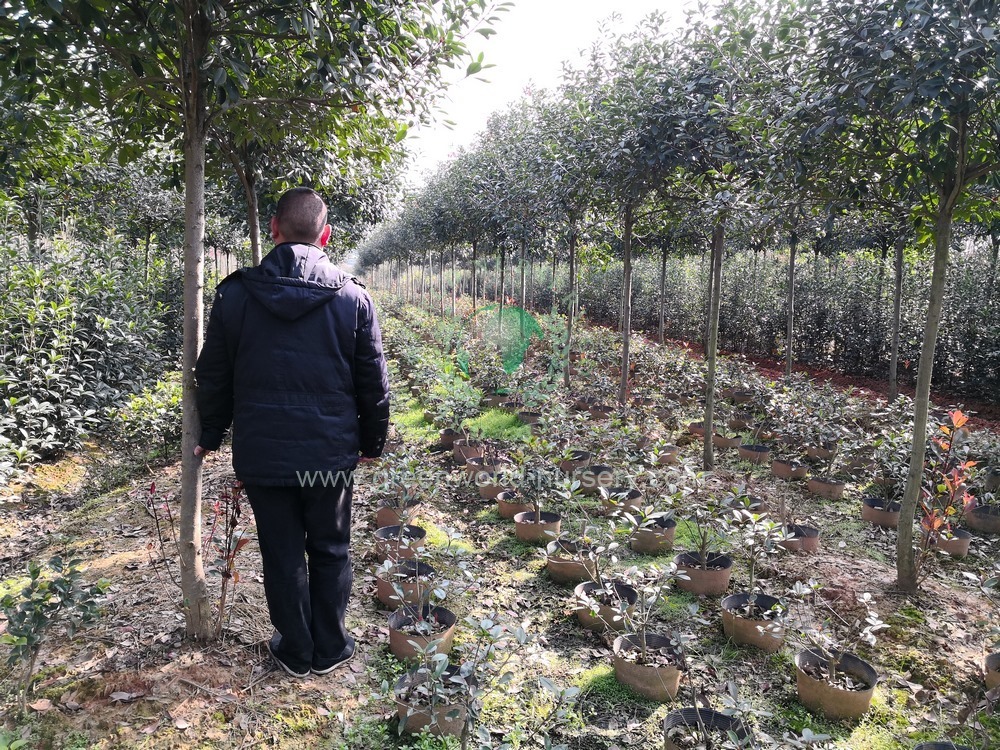 Photinia Serratifolia