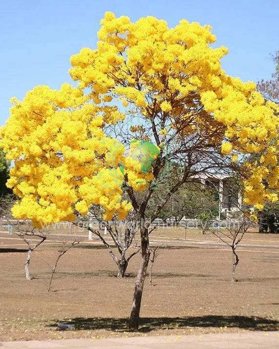 Tabebuia Argentea Tabebuia Argentea