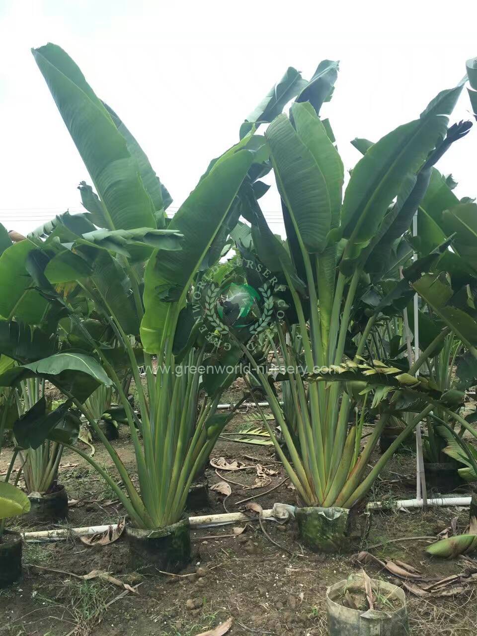 Ravenala Madagascariensis Ravenala Madagascariensis