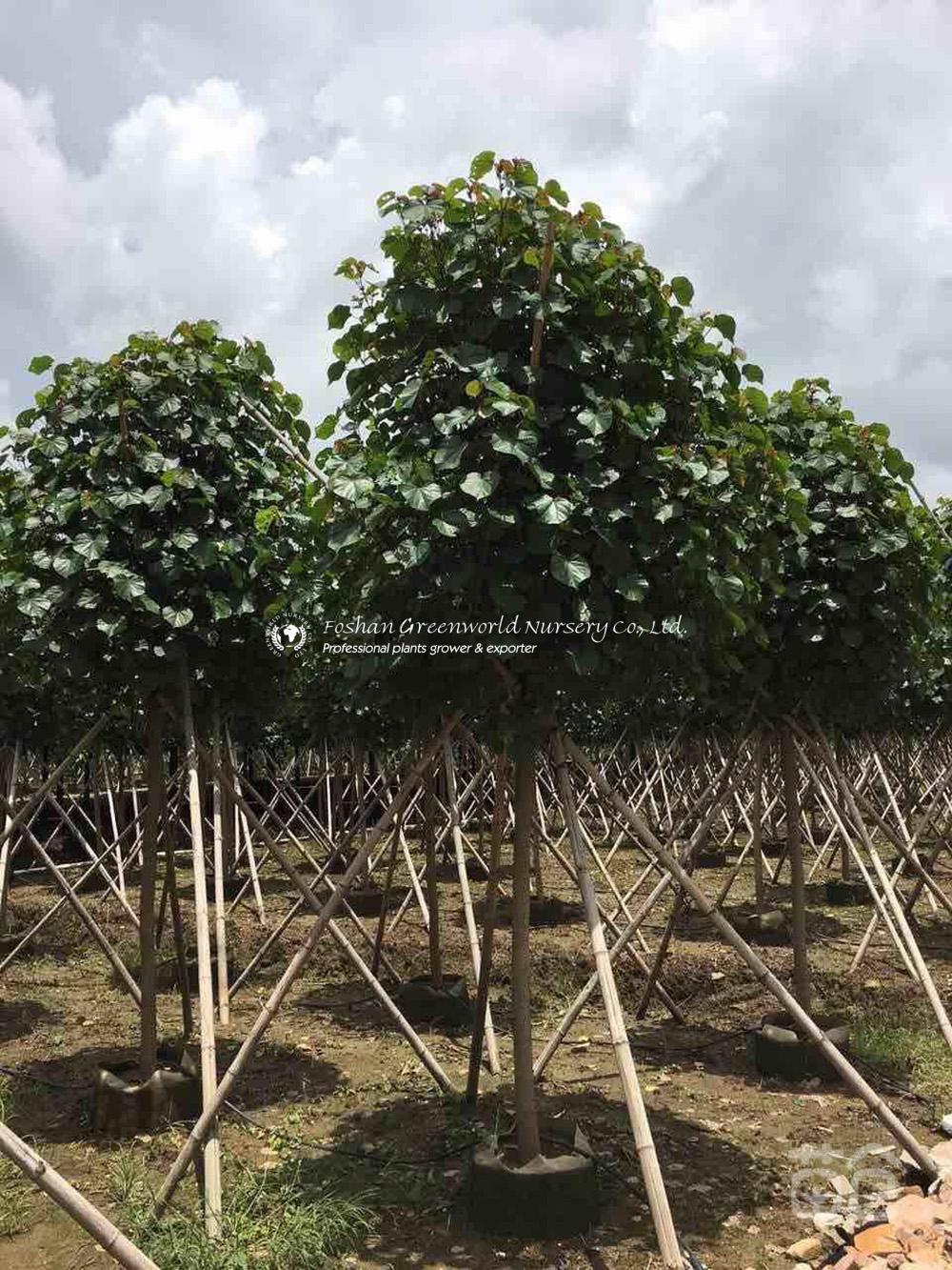 Unleashing the Beauty of Hibiscus Tiliaceus: A Guide to Planting and Caring for Ornamental Trees
