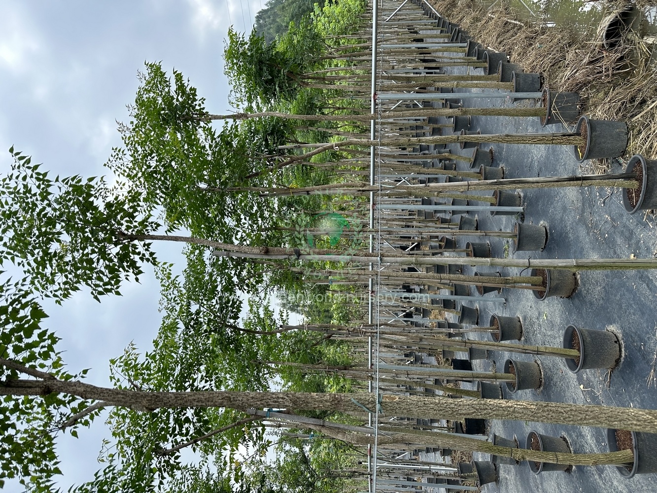 Milingtonia Hortensis