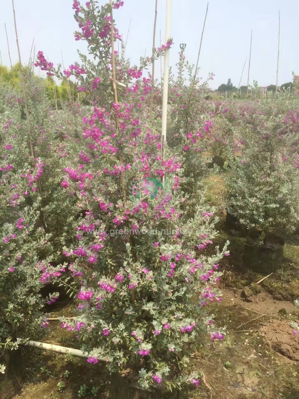 Leucophylum Frutescens Leucophylum Frutescens